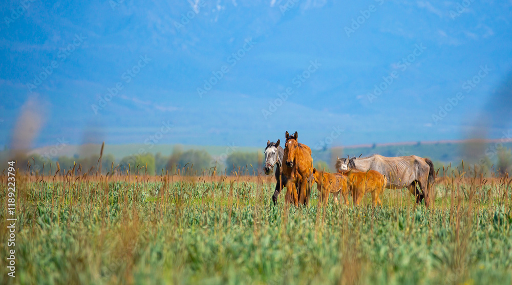 Fototapeta premium Horse and newborn foal on the background of mountains, a herd of horses graze in a meadow in summer and spring, the concept of cattle breeding, with place for text.