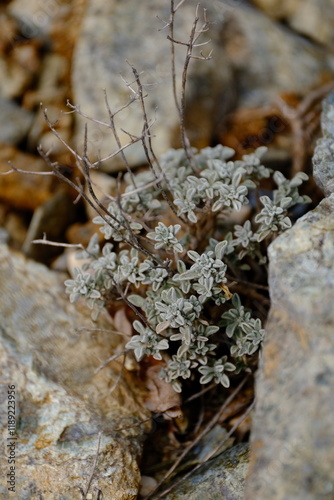 a macro view of a small-leaved plant growing beside a rock. The silvery tones of the plant and the yellowish-brown texture of the rock showcase the contrasting yet harmonious colors of nature.