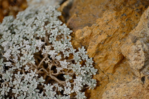 a macro view of a small-leaved plant growing beside a rock. The silvery tones of the plant and the yellowish-brown texture of the rock showcase the contrasting yet harmonious colors of nature.