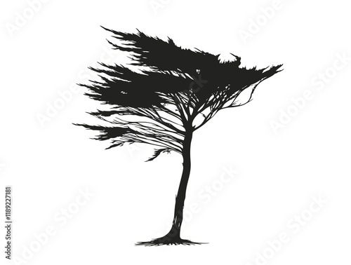 Lawsons Cypress tree silhouette vector illustration