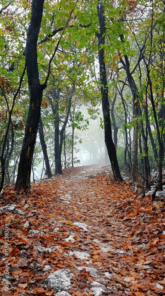 Misty Forest Path with Fallen Leaves and Lush Greenery in Autumn Misty Forest Path with Fallen Leaves and Lush Greenery in Autumn