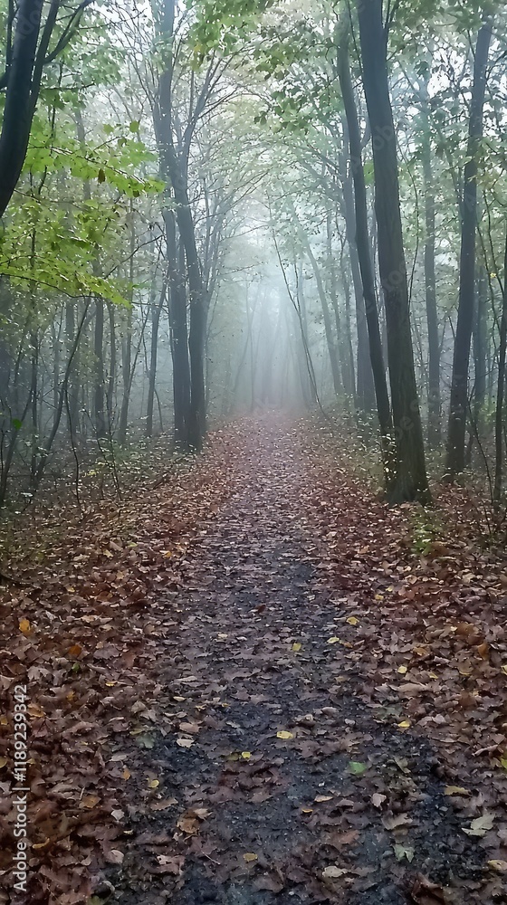 Obraz premium Serene Foggy Forest Path in Autumn with Fallen Leaves and Trees