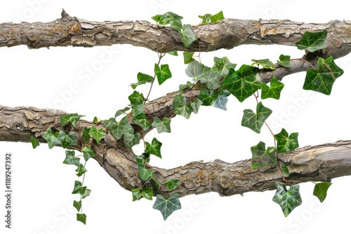 High Definition View of Shadowy Ivy Creeper Climbing Over BarkCovered Tree Branch photo
