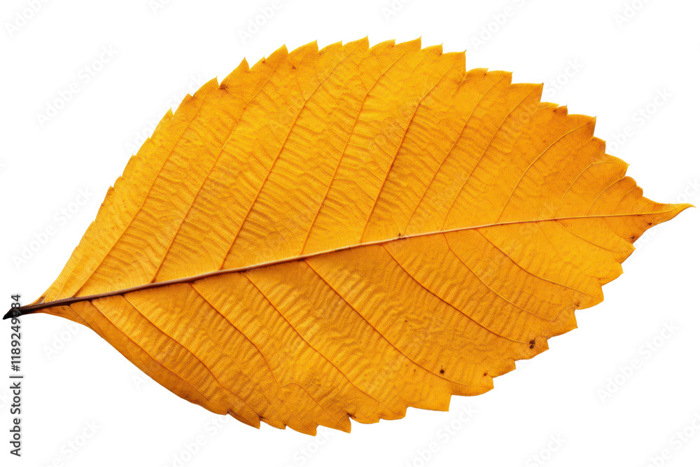 Close-up view of a vibrant yellow alder leaf displaying detailed veins and a rich texture, contrasted against a subtle gray beige backdrop Close-up view of a vibrant yellow alder leaf displaying detailed veins and a rich texture, contrasted against a subtle gray beige backdrop