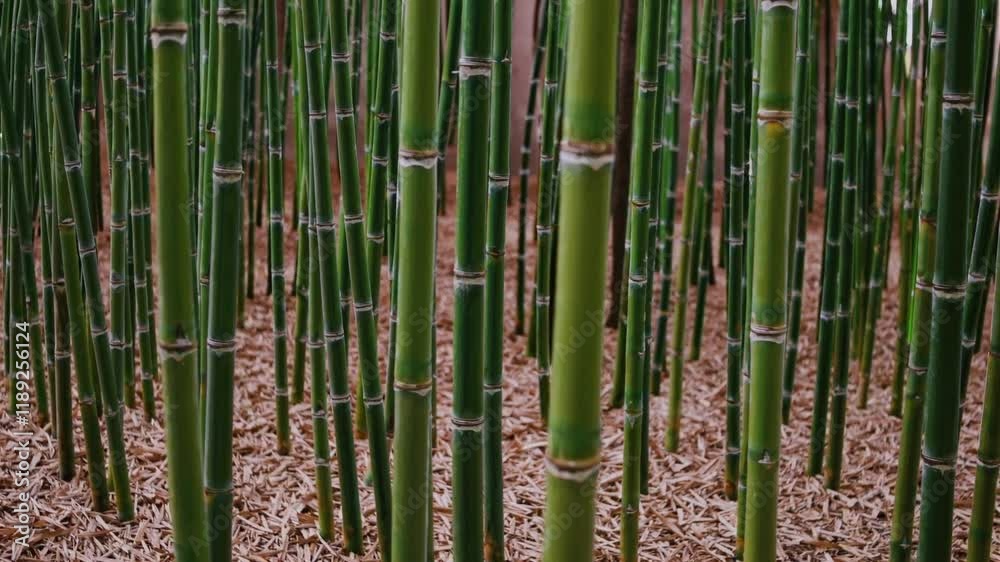A serene bamboo grove with tall, slender stalks creating a peaceful natural environment, ideal for relaxation and contemplation. A serene bamboo grove with tall, slender stalks creating a peaceful natural environment, ideal for relaxation and contemplation.