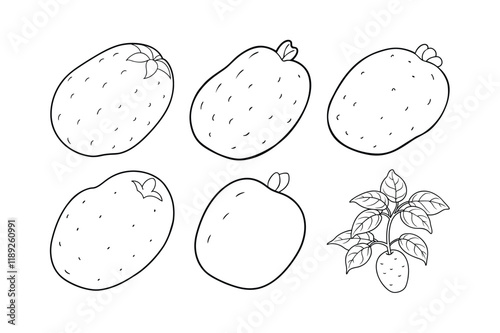 Potato (Solanum tuberosum) design, labeled line art vector illustration