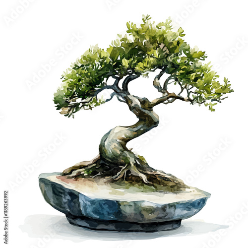 A watercolor vector painting of a Sissoo bonsai, isolated on a white background. Sissoo bonsai vector.

