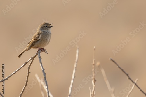 Singing Bird on a Thin Branch