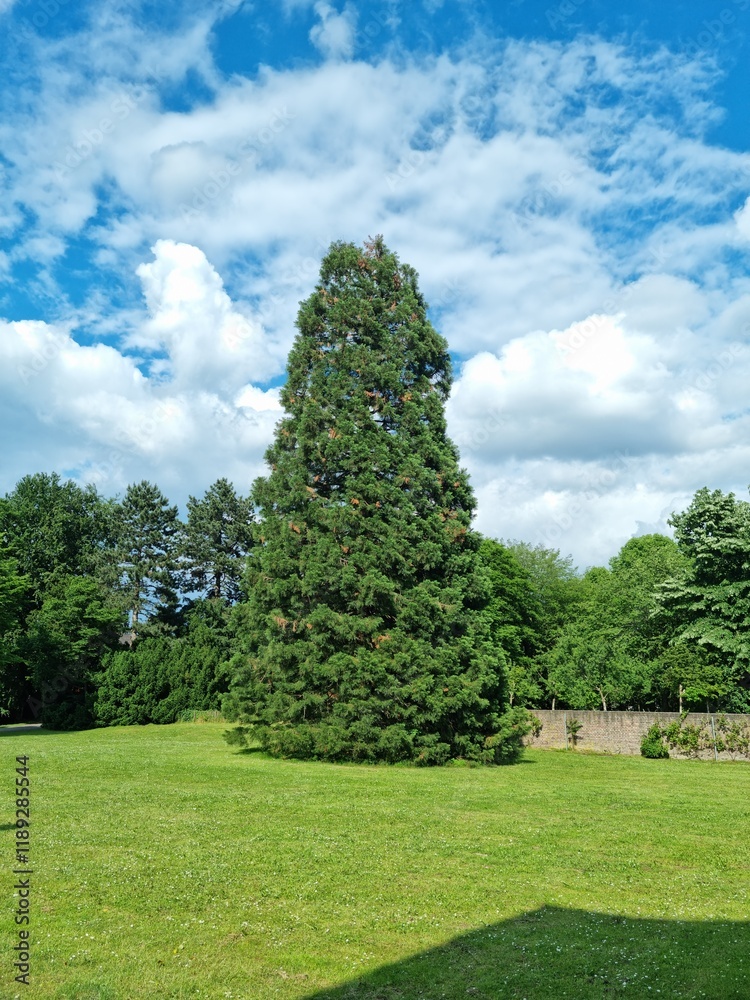 Dusseldorf, Germany - May 18, 2024: Picture of big Dawn Redwood tree grown in the garden taken during sunny day Dusseldorf, Germany - May 18, 2024: Picture of big Dawn Redwood tree grown in the garden taken during sunny day