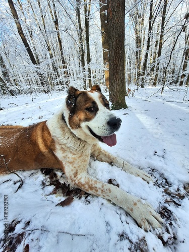 Central Asian Shepherd Dog, beautiful young Alabai on a walk in a snowy forest