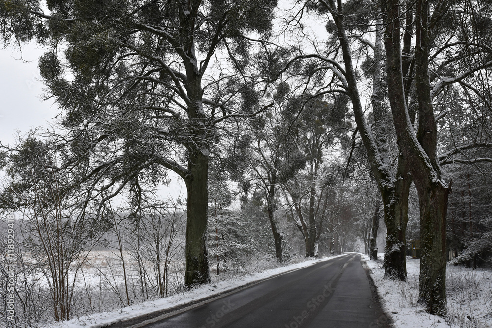 Obraz premium Winter in Warmia in Poland