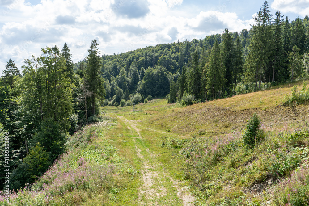Fototapeta premium Green forest in the mountains Pine and deciduous trees Mixed forest in summer. Nature Undergrowth meadow