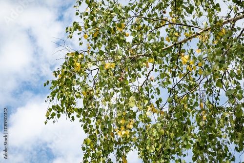 Obraz na plátně Silver birch (betula pendula) tree with blue sky