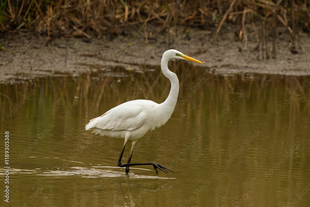 aigrette blanche sauvage de toute beauté,marchant dans son milieu préféré, la zone humide royaume des oiseaux d'eau, avec des roseaux, c'est encore mieux, pour préserver la biodiversité biologique aigrette blanche sauvage de toute beauté,marchant dans son milieu préféré, la zone humide royaume des oiseaux d'eau, avec des roseaux, c'est encore mieux, pour préserver la biodiversité biologique