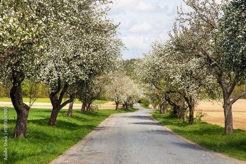 road and a blossoming apple tree alley avenue
