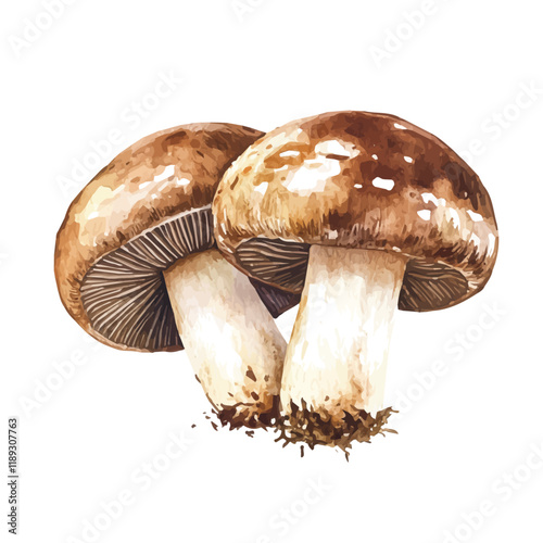 A watercolor vector painting of a Shiitake Mushroom, isolated on a white background. Shiitake Mushroom vector.

