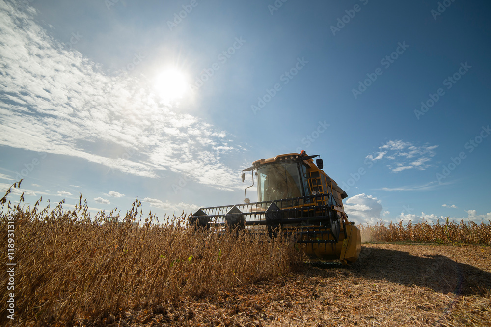 Fototapeta premium Harvesting of soybean