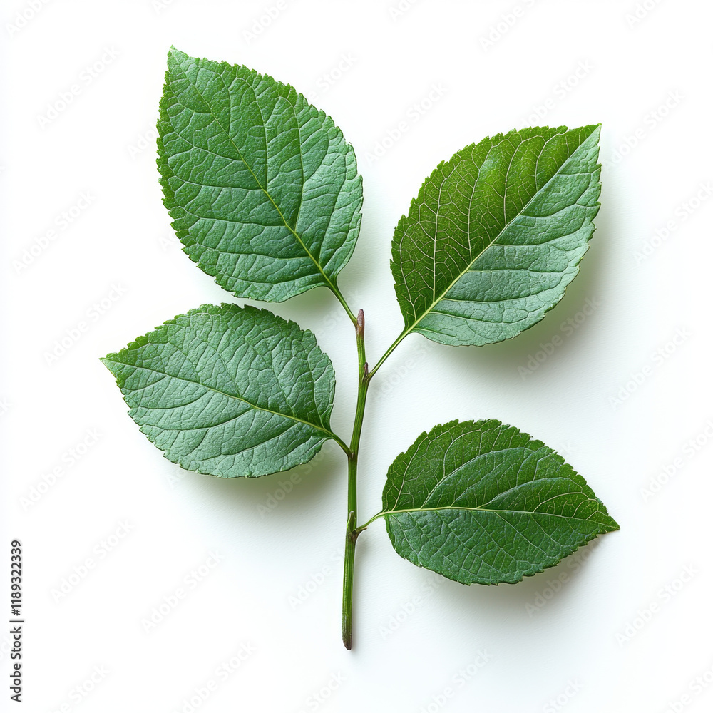 Fototapeta premium Lush Green Sprig with Four Leaves.