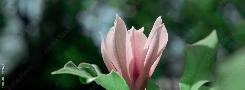 Fototapeta premium Magnolia pink flowers on flowering magnolia tree background.