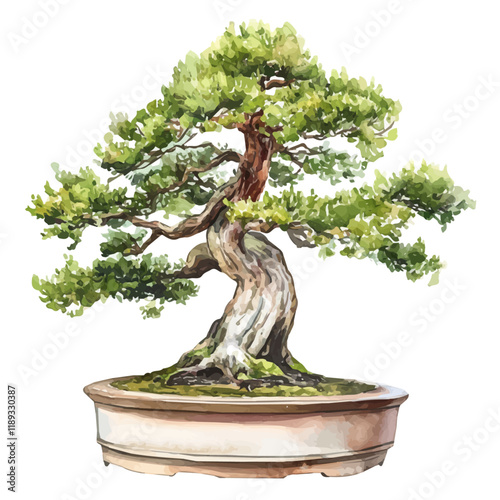 A watercolor vector painting of a Sequoia bonsai, isolated on a white background. Sequoia bonsai vector.

