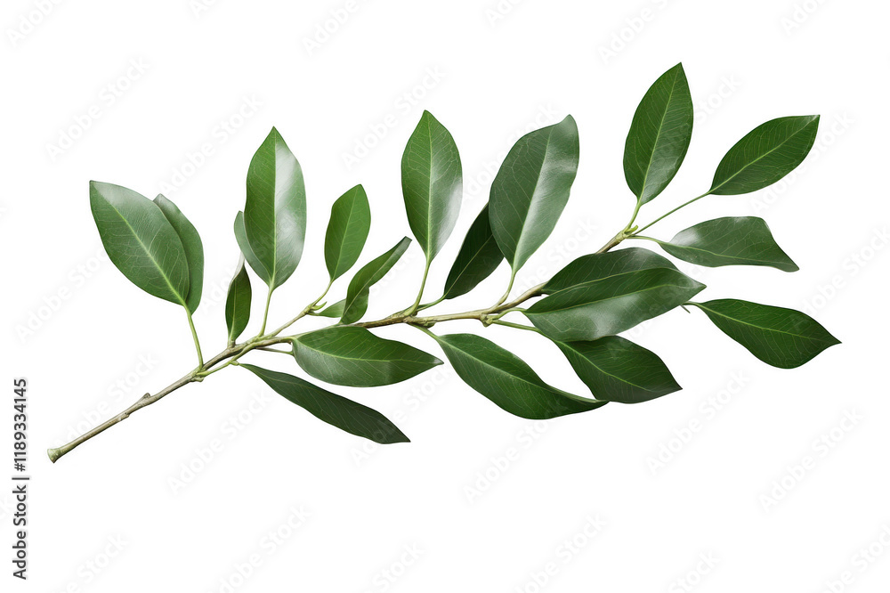 Green laurel branch on transparent background Green laurel branch on transparent background