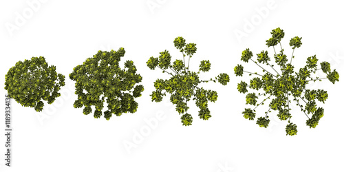3d rendering of  Araucaria Trees on transparent background from top view