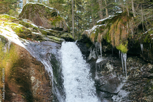 The beauty of nature, in the forest on winter