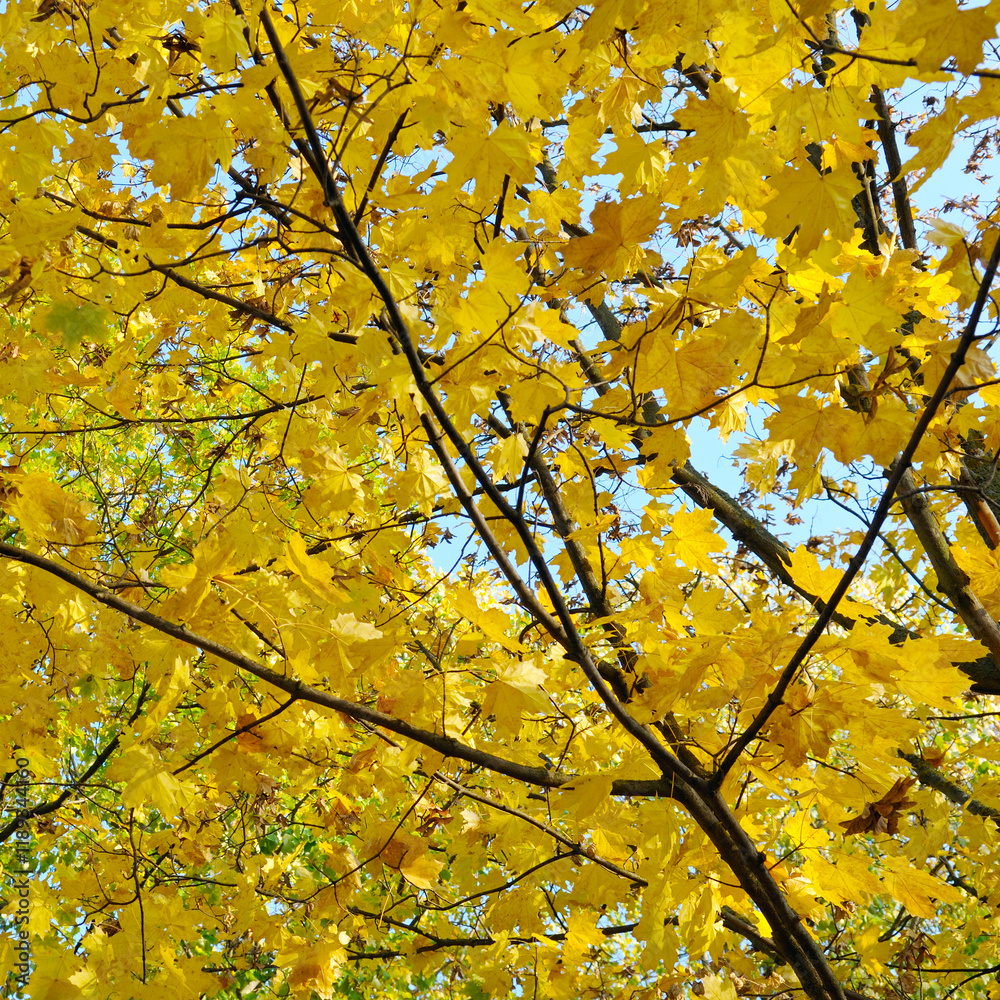 Sunny autumn day with beautiful yellow fall foliage in park. Sunny autumn day with beautiful yellow fall foliage in park.