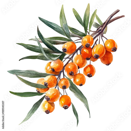 A watercolor vector painting of Sea Buckthorn, isolated on a white background. Sea Buckthorn vector.

