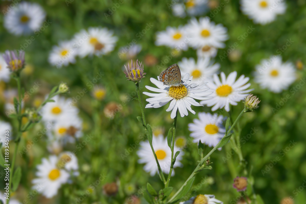 Common Blue (Polyommatus icarus) butterfly sitting on a white daisy in Zurich, Switzerland Common Blue (Polyommatus icarus) butterfly sitting on a white daisy in Zurich, Switzerland