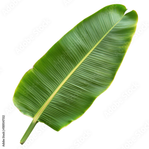 Magnificent Single Banana Leaf on Black Background, Lush Green Tropical Foliage, Isolated Botanical Image, Nature Photography