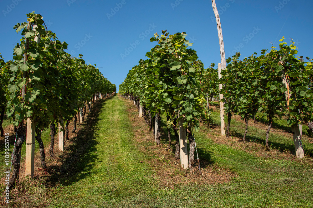 Fototapeta premium Winorośle w równych rzędach na winnicy w słoneczny dzień z błękitnym niebem w tle