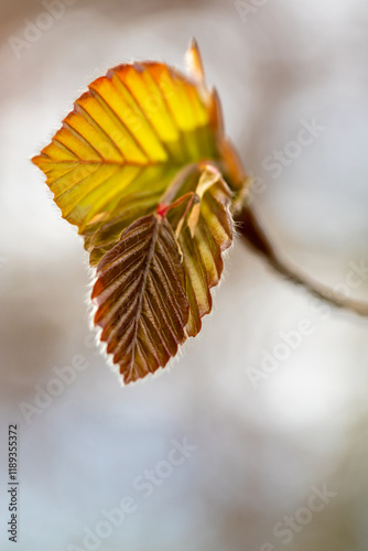 New leaves on the branches of a tree.