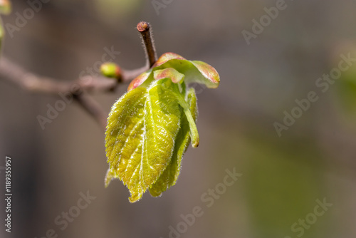 New leaves on the branches of a tree.