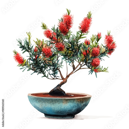 A watercolor vector painting of a Scarlet Bottlebrush bonsai, isolated on a white background. Scarlet Bottlebrush bonsai vector.

