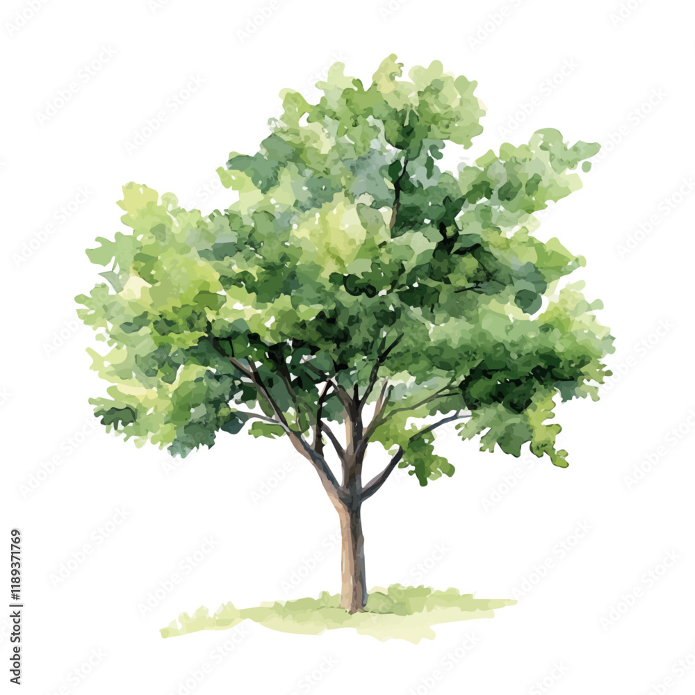 A watercolor vector painting of a Sassafras tree, isolated on a white background. Sassafras tree vector.

