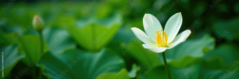 A single pure white lily flower on a bed of leaves, serene, nature scenery A single pure white lily flower on a bed of leaves, serene, nature scenery