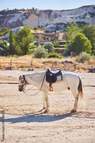 Horses in Goreme National Park, Turkey. Horse rental for horseback riding in Cappadocia. Analogy with the wild West photo