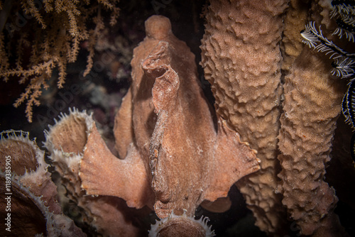 Fototapeta Naklejka Na Ścianę i Meble -  Frogfish, Siamil, Malaysia