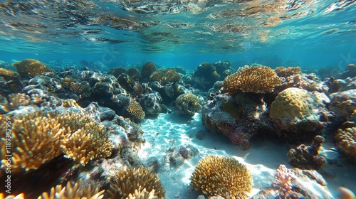 Underwater view of coral reef thriving with sunlight filtering through clear ...