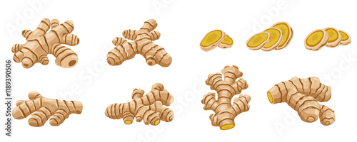 set of ginger vector logo Isolated on white background.	