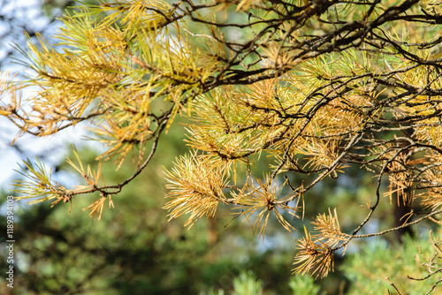 Pine branch with yellowed needles close-up