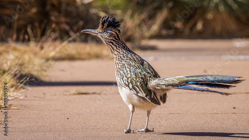 Cuadro en lienzo Greater Roadrunner
