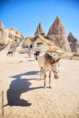 Horses in Goreme National Park, Turkey. Horse rental for horseback riding in Cappadocia. Analogy with the wild West photo