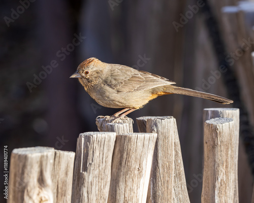 Canyon Towhee photo