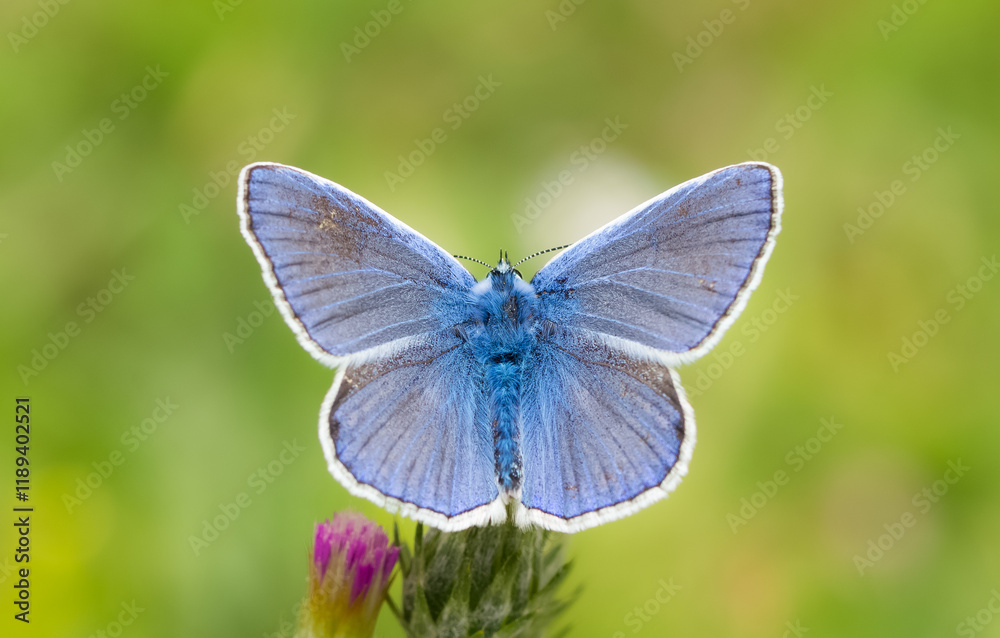 Fototapeta premium images of wild animals and insects. blue butterfly photos.