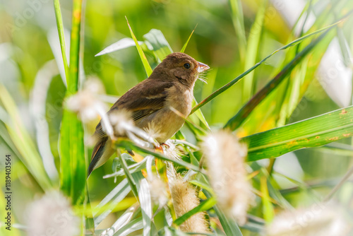 Ingo Bunting female photo