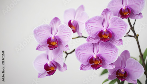 Close-up of Delicate Pink Orchids in Full Bloom against White Background