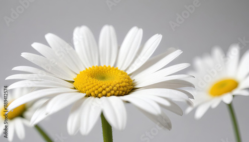 Close-up of Delicate White Daisies with Yellow Centers Against a Simple Background