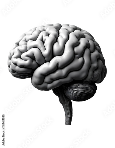 Detailed 3D Render of Human Brain Anatomy Model, Gray Scale, Medical Illustration, Neurological     